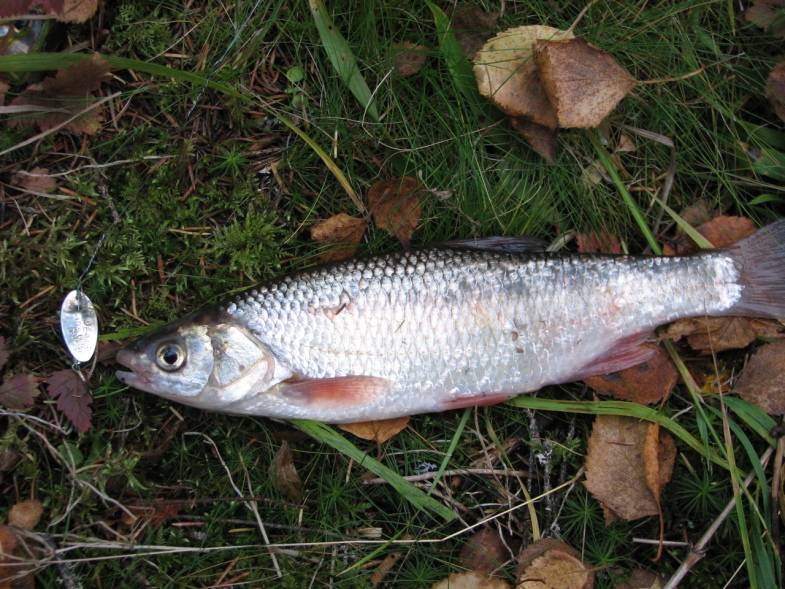 Елец (рыба): описание и фото. зимняя рыбалка на ельца