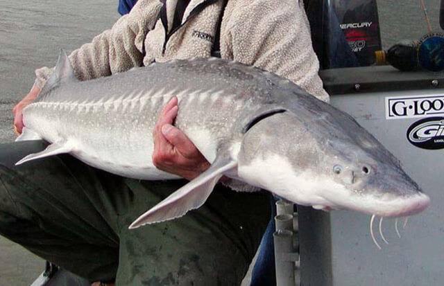 Самые большие речные рыбы в россии – список, размеры, фото и видео  - «как и почему»
