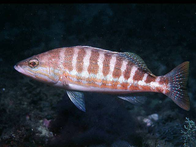 Рыба «Каменный окунь-ханос» фото и описание