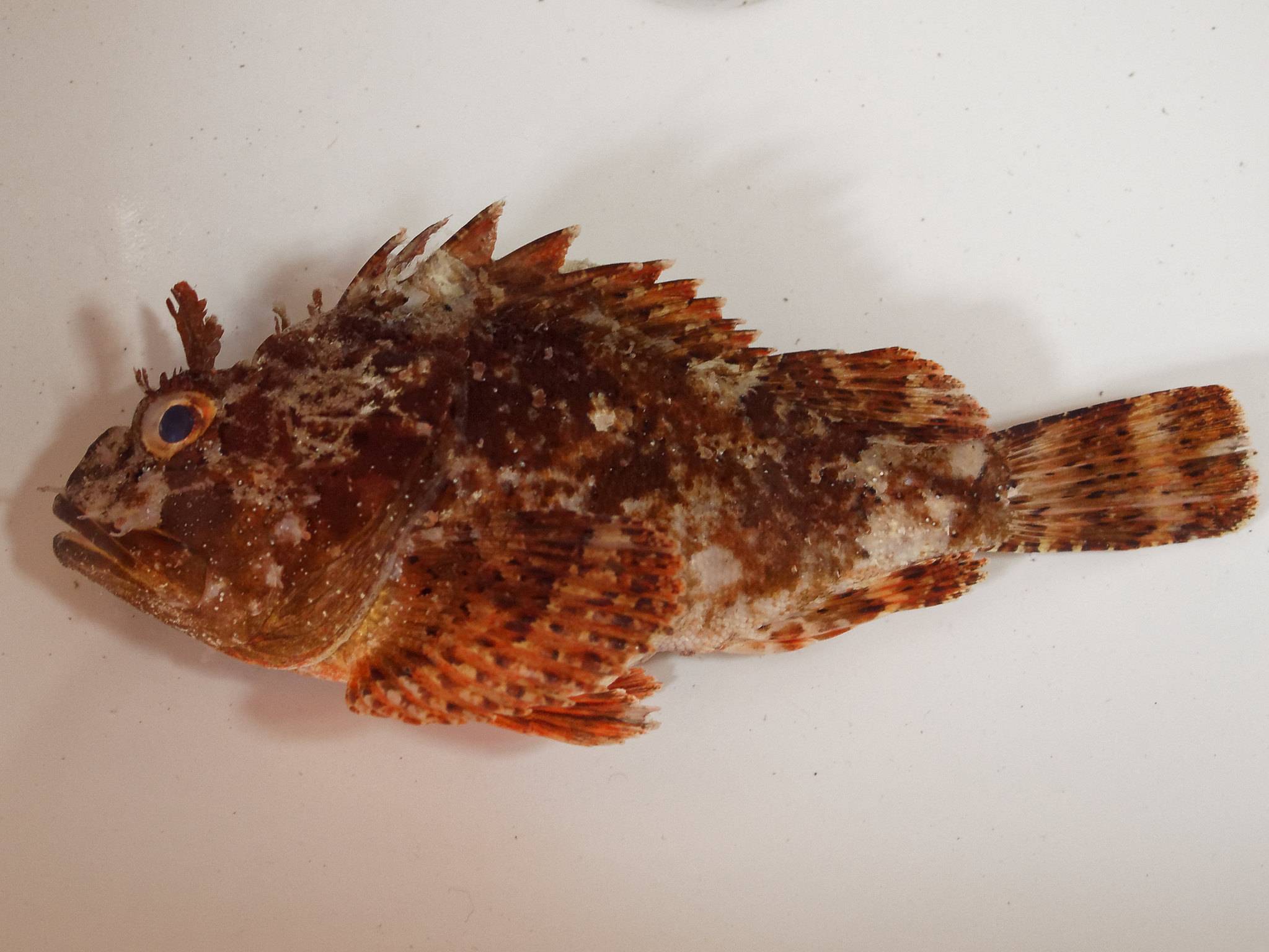 Рыба «Ёрш-скорпена черноморский» фото и описание