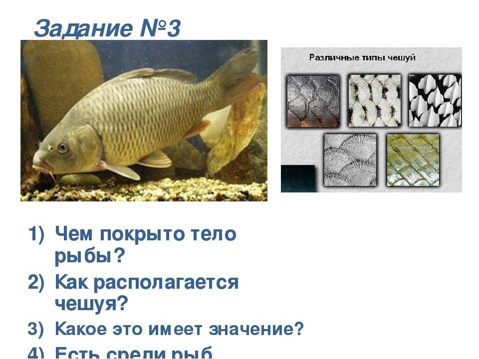 Рыбы без чешуи: названия, причины отсутствия чешуи
