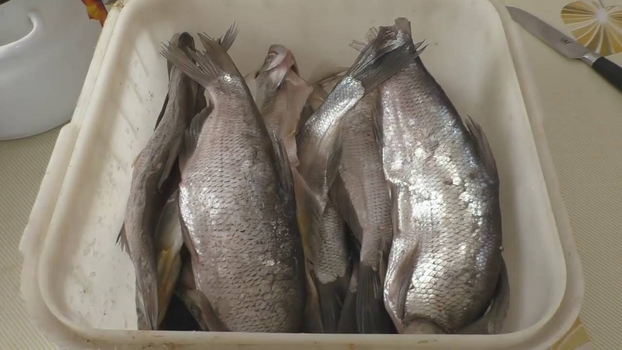 Как вялить плотву: рецепты вяленой рыбы, способы правильно завялить