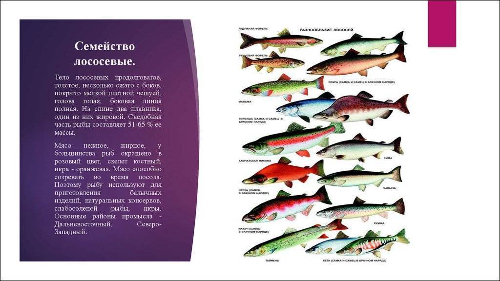 Лосось и сёмга - это одно и то же: отличия рыб семейства лососевых - семги и форели