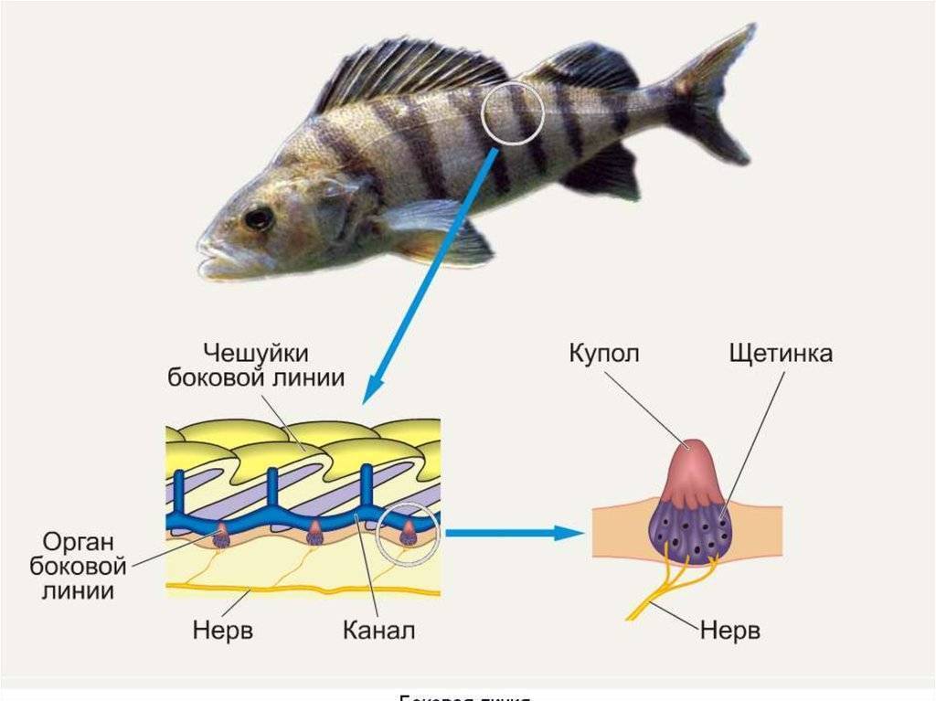 Как дышат рыбы: строение жабр, вспомогательные органы, факты