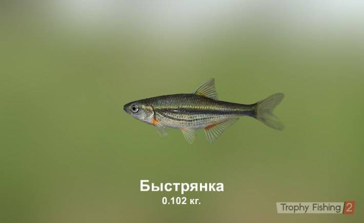 Рыба «Быстрянка» фото и описание