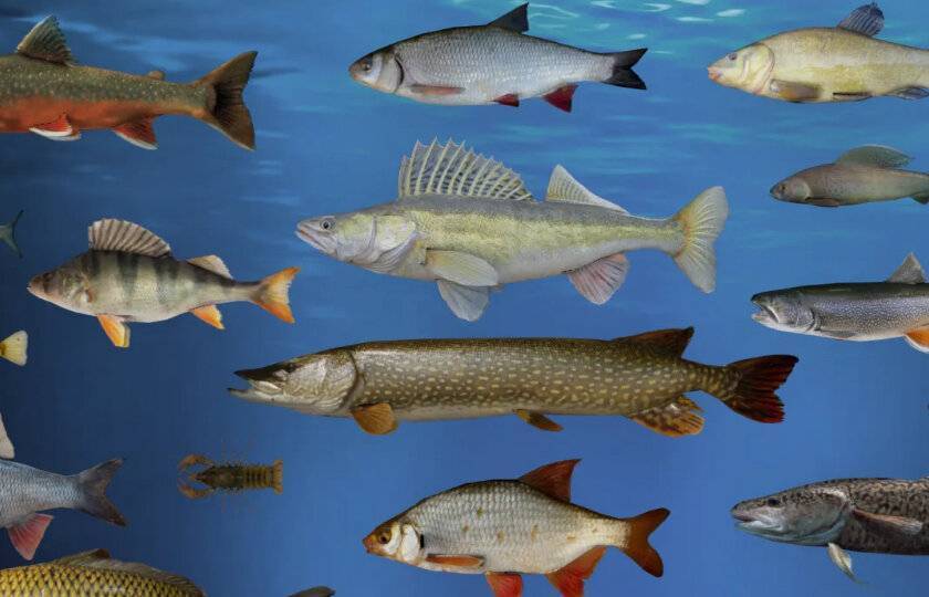 Список речной рыбы, названия с фото, речная рыба без костей