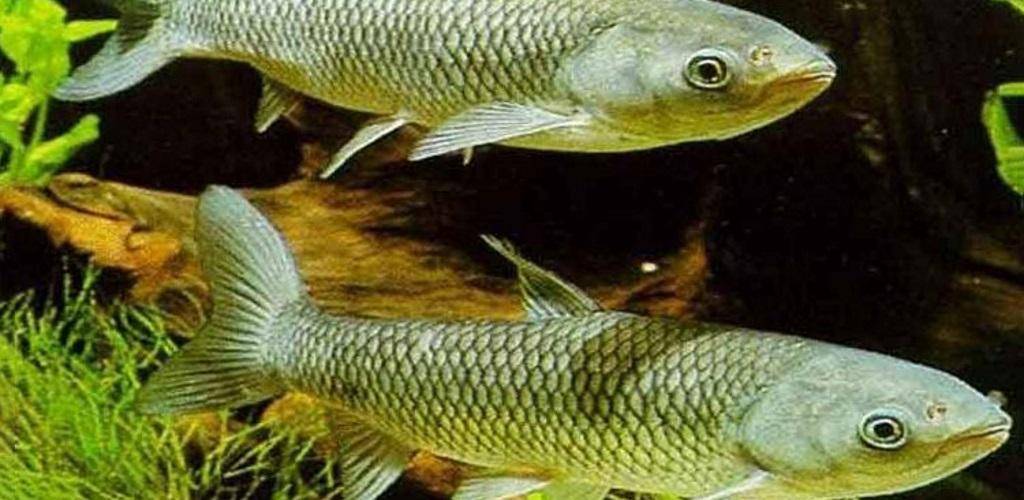 Рыба белый амур: костлявая или нет, вред и польза вкусного мяса