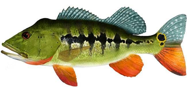 Рыба «Павлиний окунь королевский» фото и описание