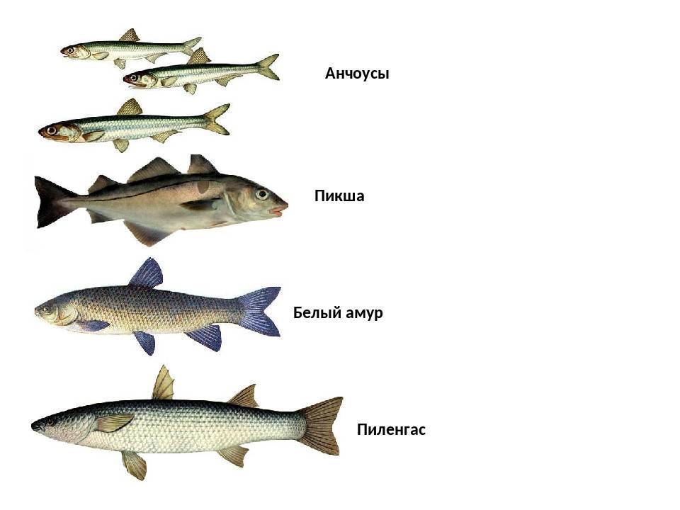 Семейство осетровых рыб с описанием и фото