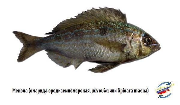 Спикара – черноморский или морской окунь