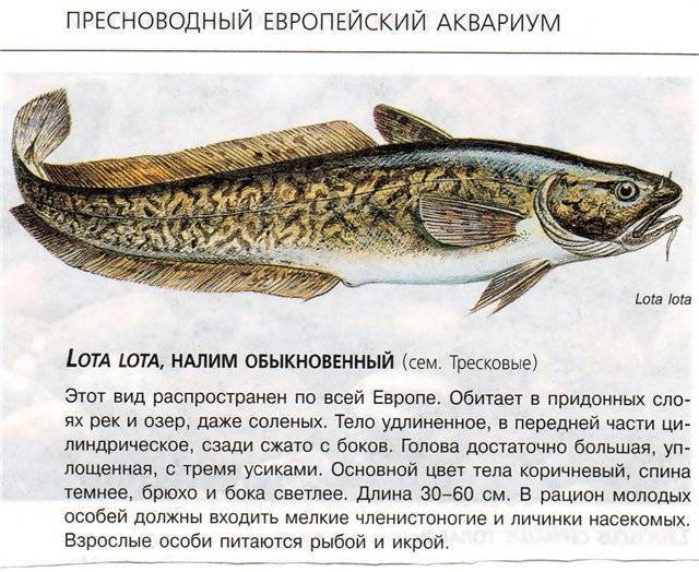 К какому классу относятся рыбы: признаки хрящевых и костных, названия видов