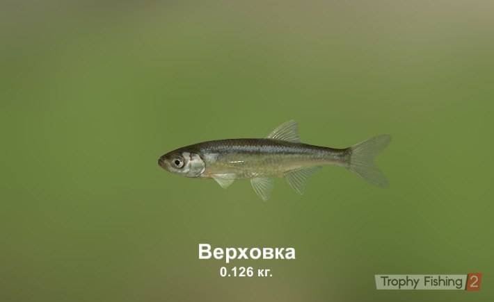 =список всех аквариумных рыбок=