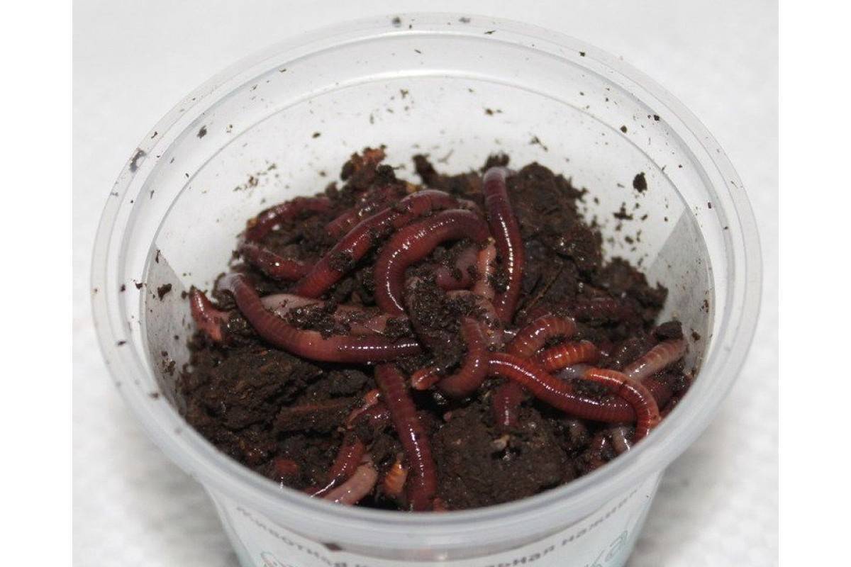 Где черви водятся, как копать червей различных видов