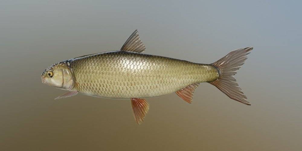 Шамайка – редкая азовская рыба. как выглядит и где водится рыба шамайка?