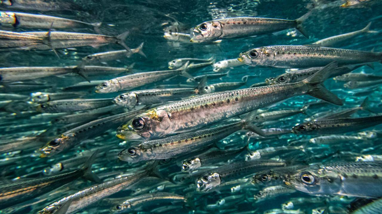 Морская промысловая рыба саварин (варехоу): описание, фото