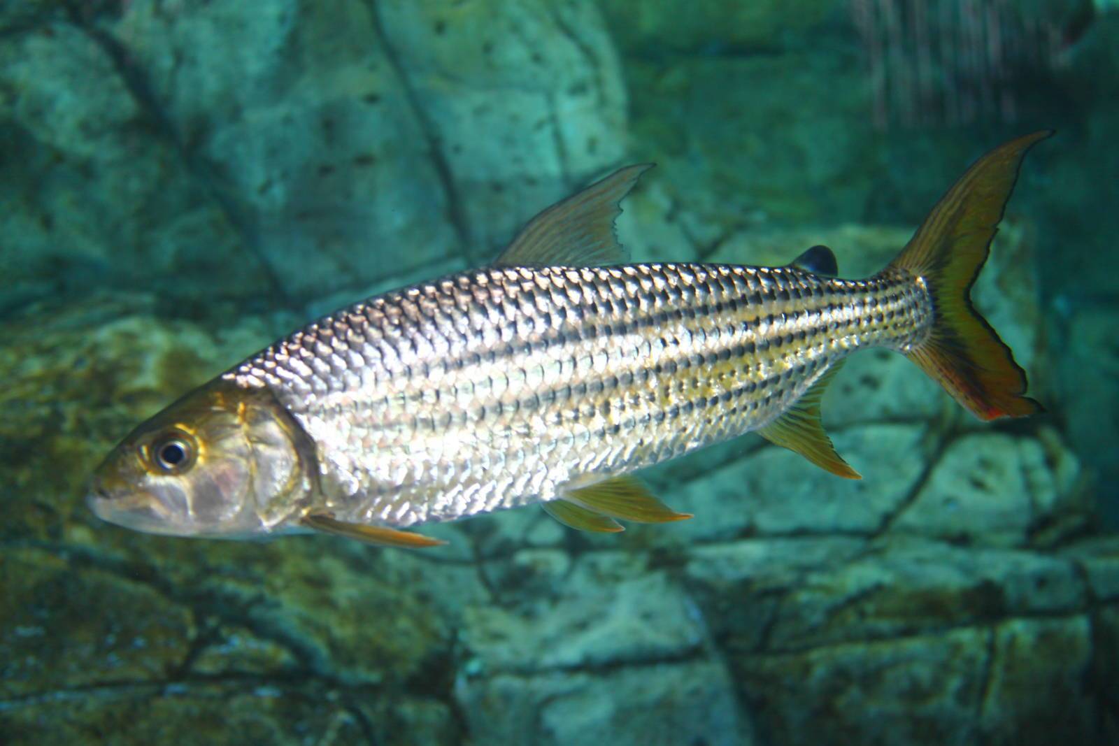Большая тигровая рыба голиаф: свирепый хищник реки конго | живой мир - природа