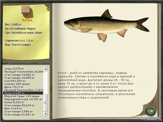Рыба кутум описание фото