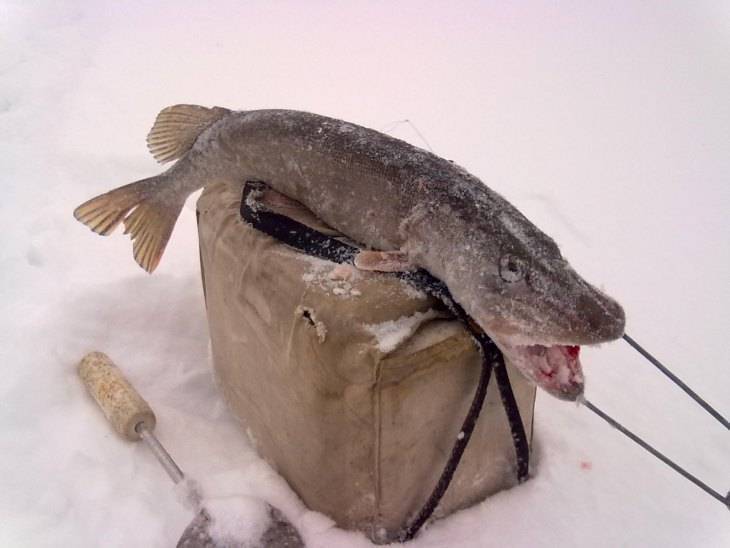 Зимняя рыбалка на щуку и поиск хищницы в разные периоды зимы
зимняя рыбалка на щуку и поиск хищницы в разные периоды зимы