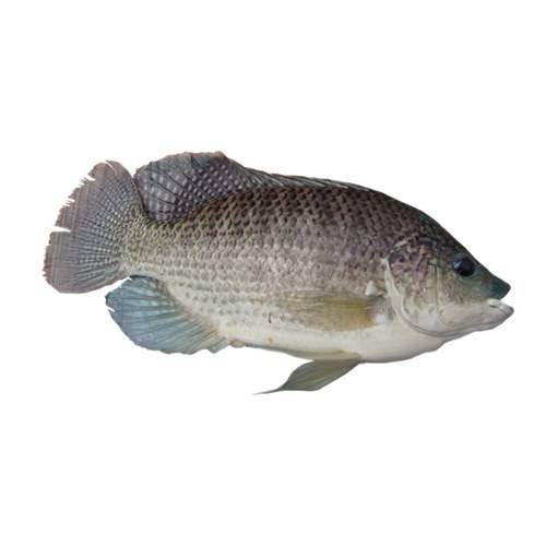 Рыба тилапия (телапия): польза и вред, где водится, отзывы