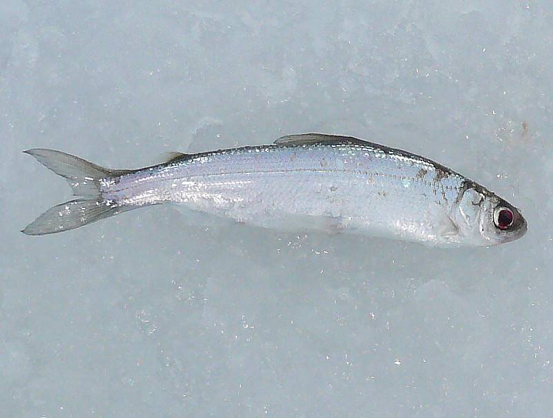Рипус: описание рыбы с фото, обитание, питание, нерест, рыбалка и разведение