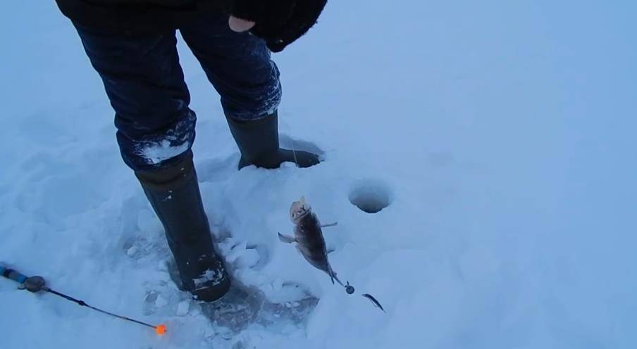 Ловля судака на тюльку зимой: видео, снасть и тактика ловли и блеснения, рыыбалка на каме