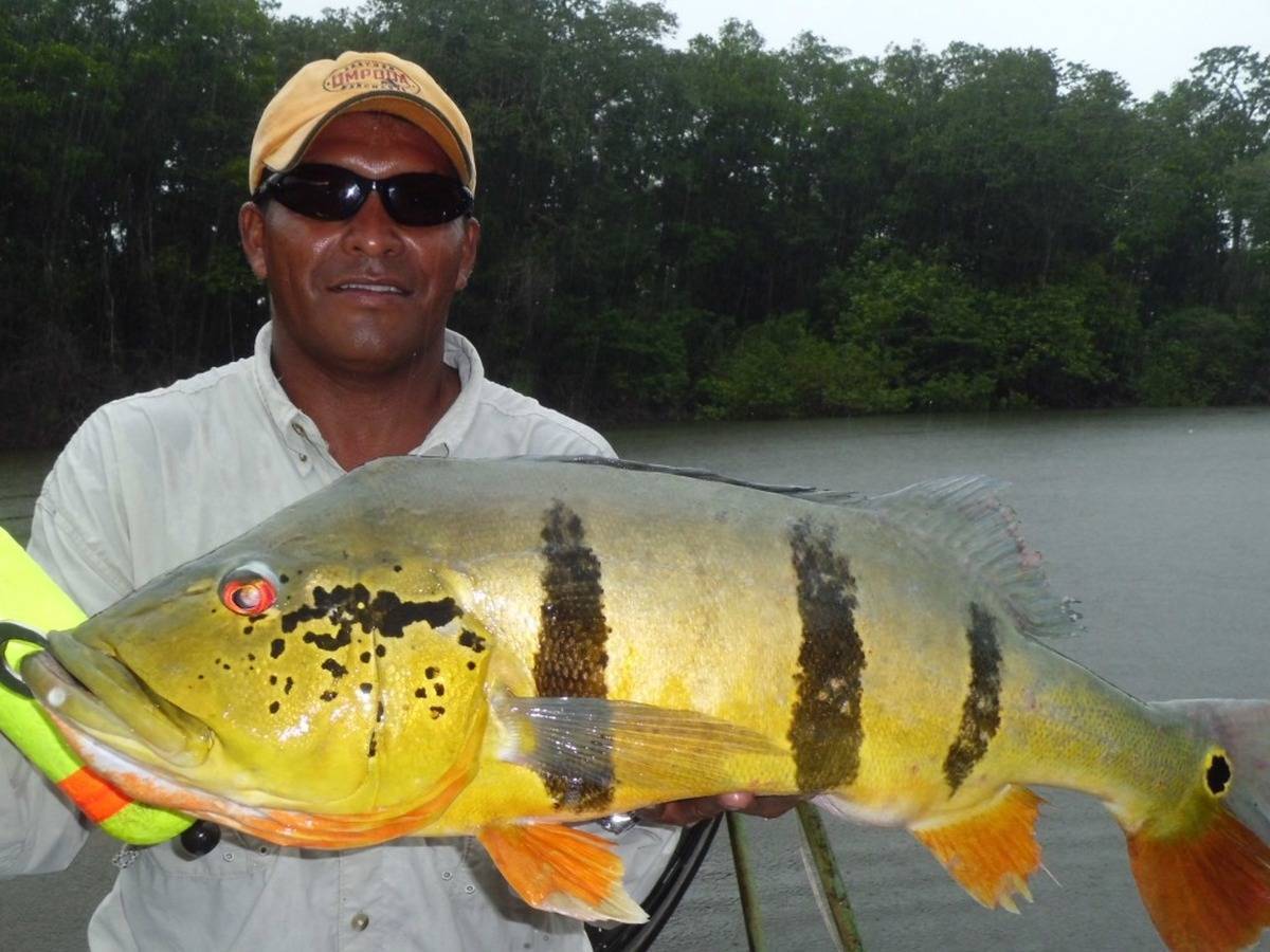 Рыба «Павлиний окунь королевский» фото и описание