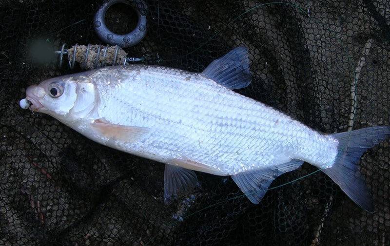 Рыбец: описание рыбы, поведение и места обитания, способы ловли