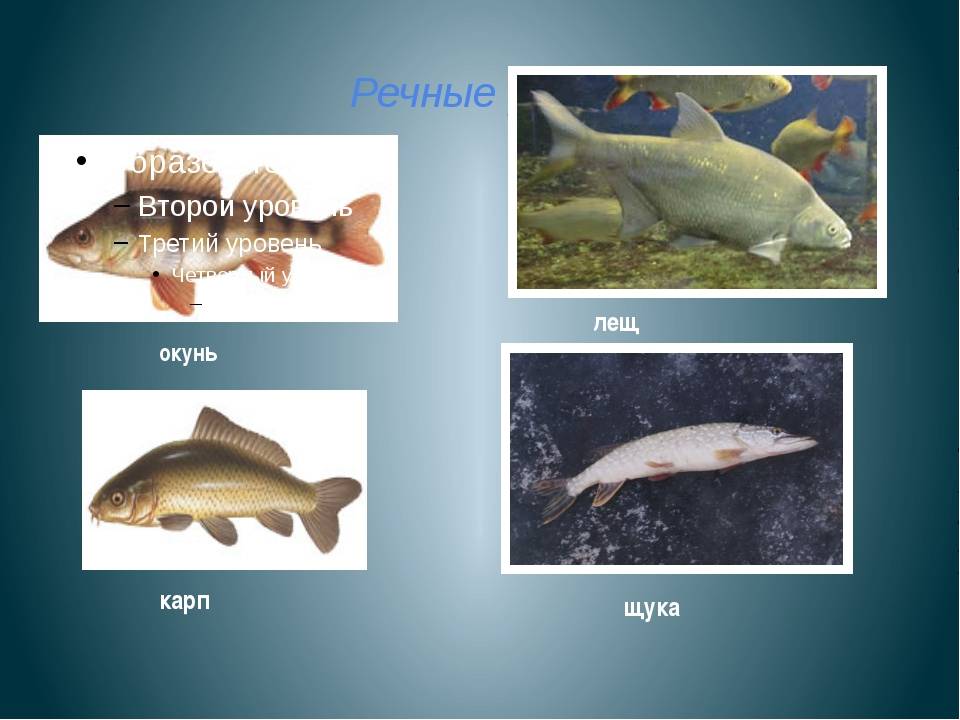 Список речной рыбы