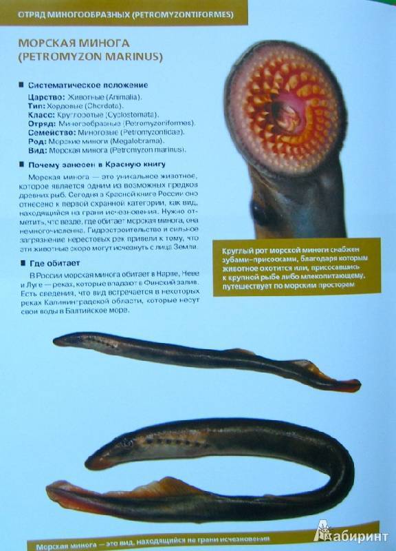 Речная минога – хищная рыба без челюсти — описание с фото и видео, как выглядит, опасны ли миноги для человека.