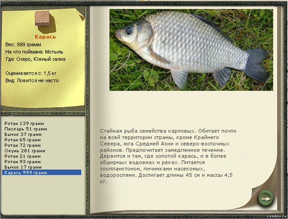 Карась золотой: ловля, фото и описание :: syl.ru