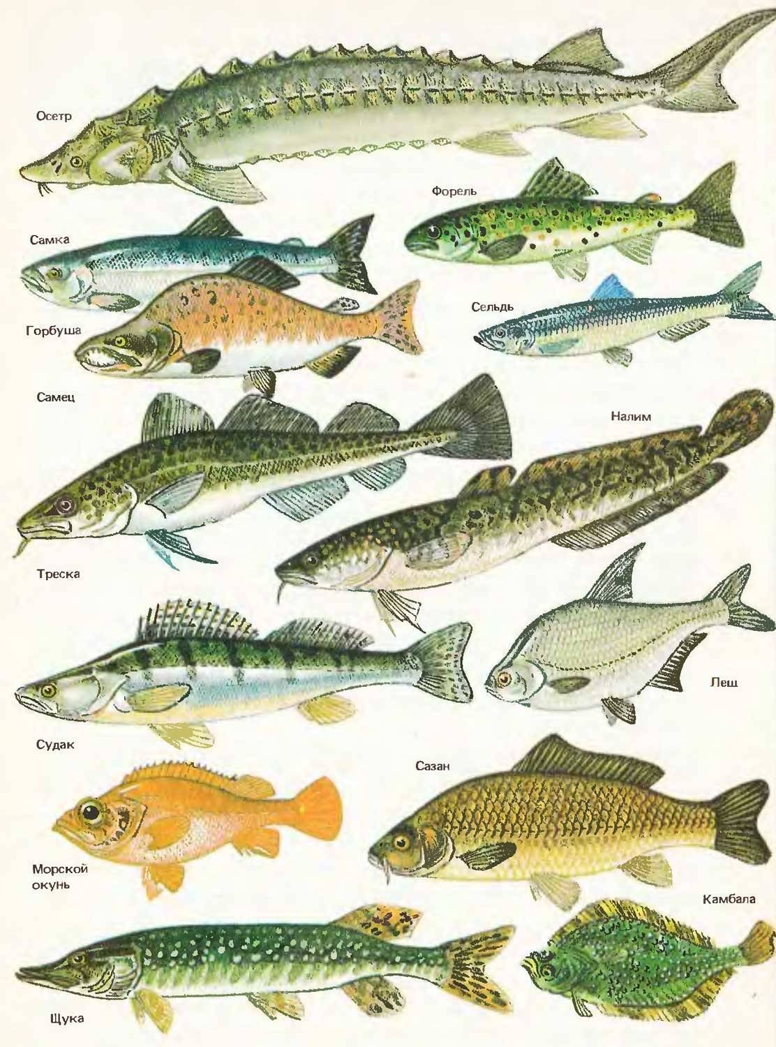 Морская рыба: список, виды и названия