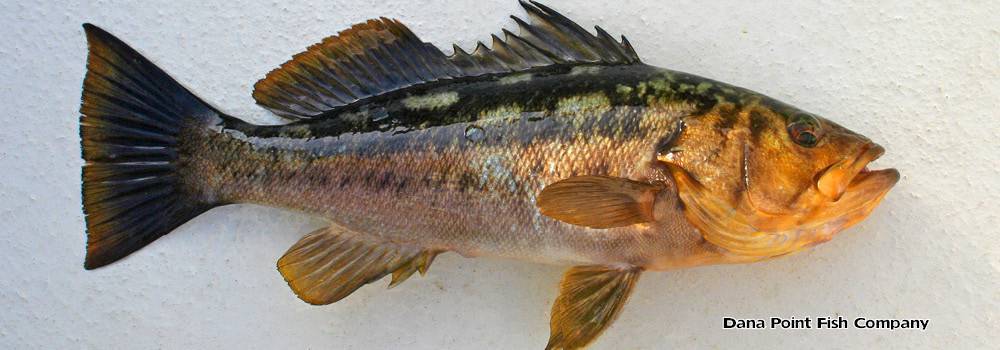 Рыба басс: описание, среда обитания, особенности и свойства