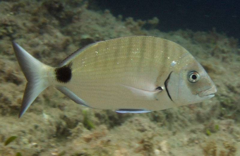 Сорные рыбы: виды и описание, среда обитания, фото