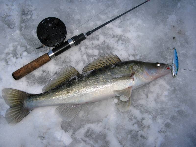 Ратлины для зимней рыбалки на судака: что такое, отзывы, типы