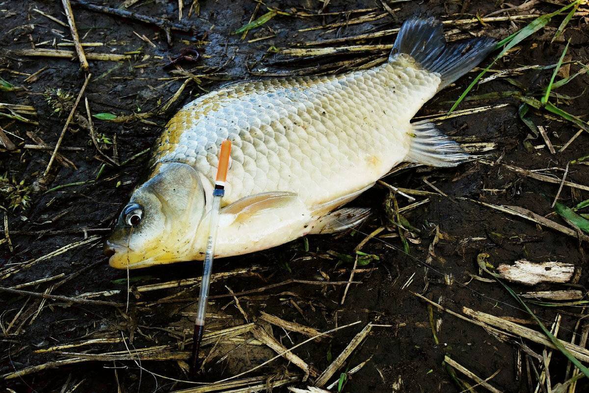 Рыбалка в августе: какая рыба клюет, особенности ловли на фидер или спиннинг