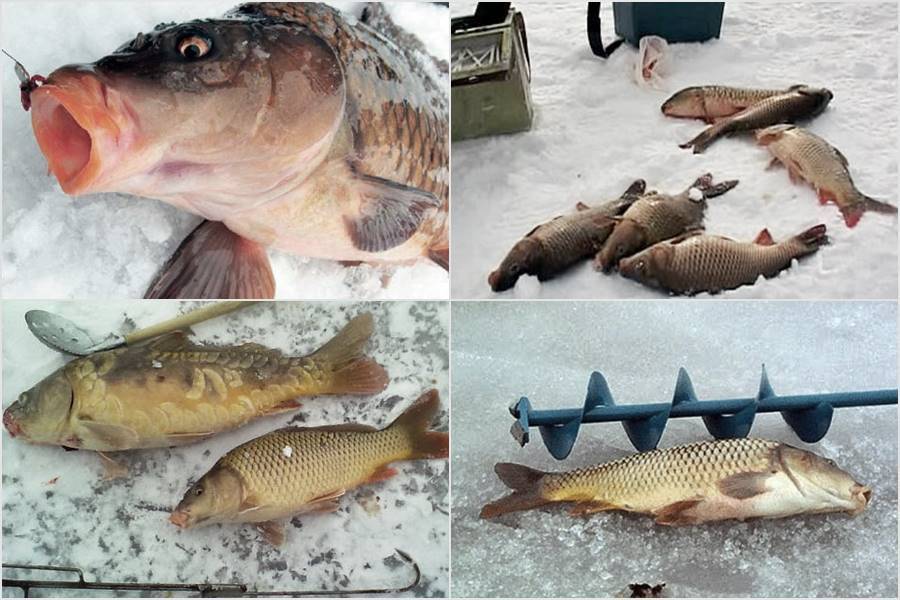 Ловля карася зимой со льда: тактика, снасти, приманки - рыбачок!сайт рыбачок