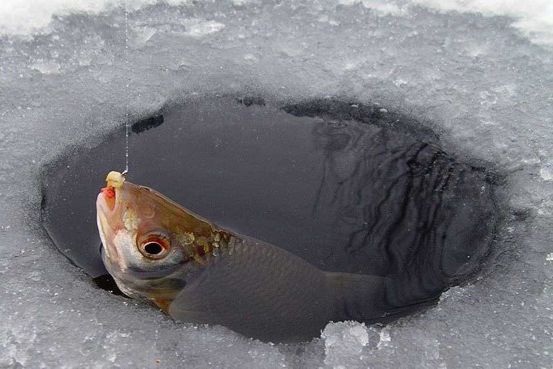 Какая пресноводная рыба не клюет зимой в пруду