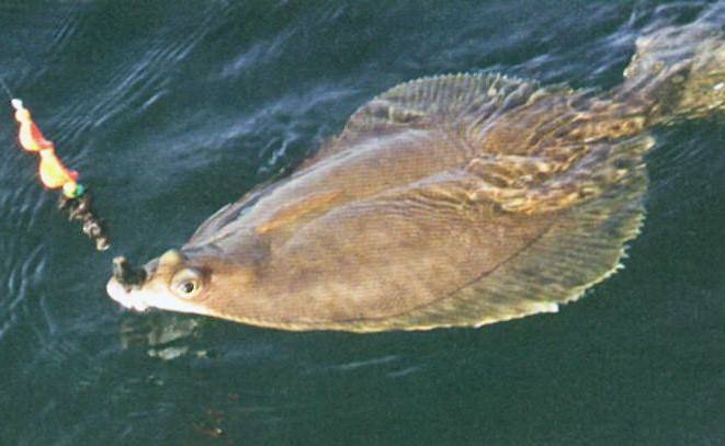Рыбалка в анапе (морская и речная): как ловить с берега, какая рыба водится в море