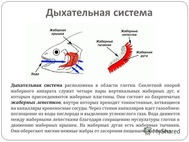 Доклад дыхательная система у рыб для 4 класса