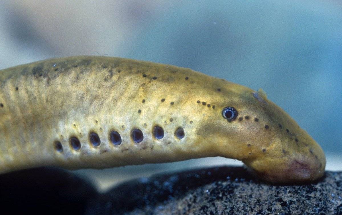 Рыба минога: фото, описание, способы ловли, пищевая ценность «семидырки»