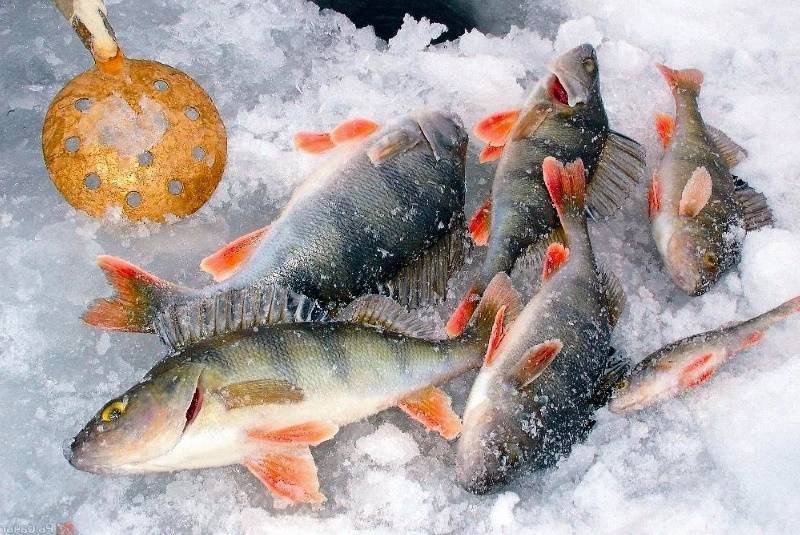 Рыболовные секреты и хитрости зимней рыбалки