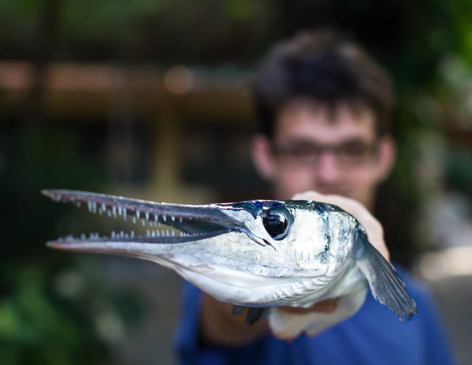 Рыба сарган черноморский: характеристика, поведение, способы ловли
