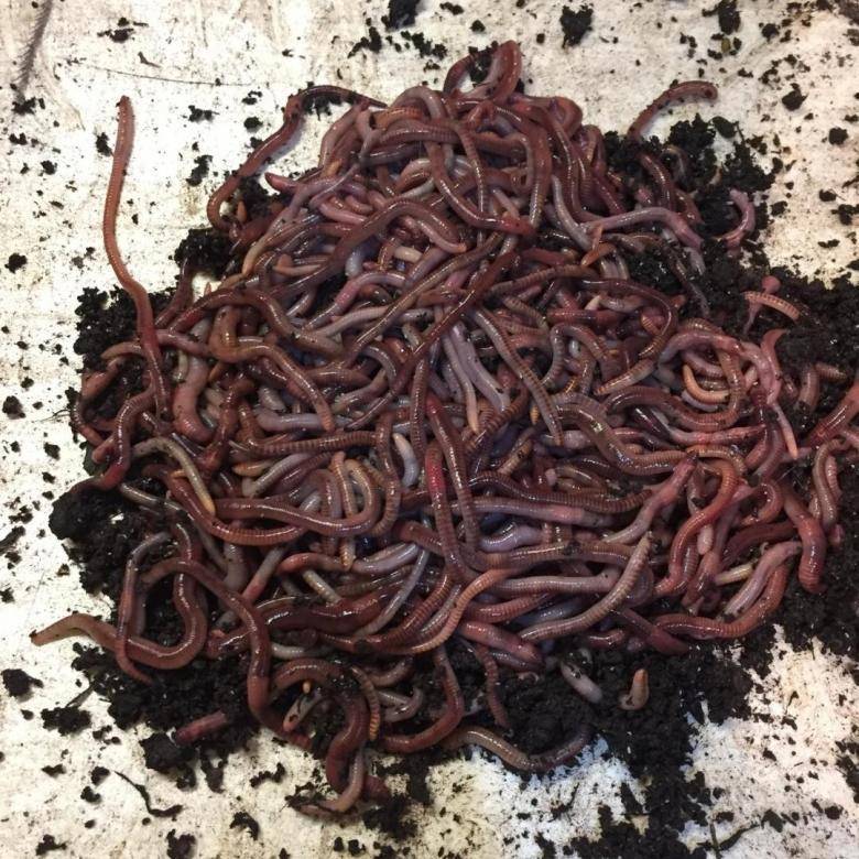 Как разводить червей в домашних условиях – подробный мануал