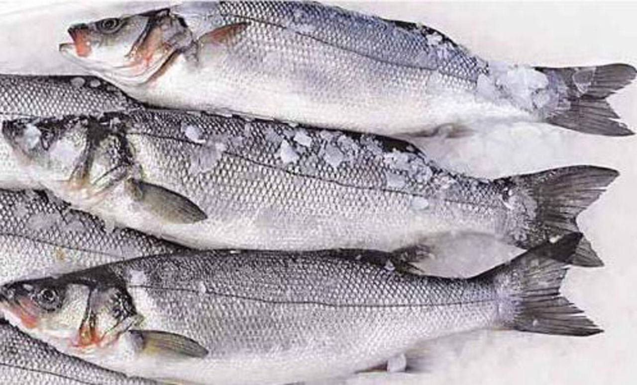 Обыкновенный лаврак: обитание, полезные свойства рыбы, ловля
