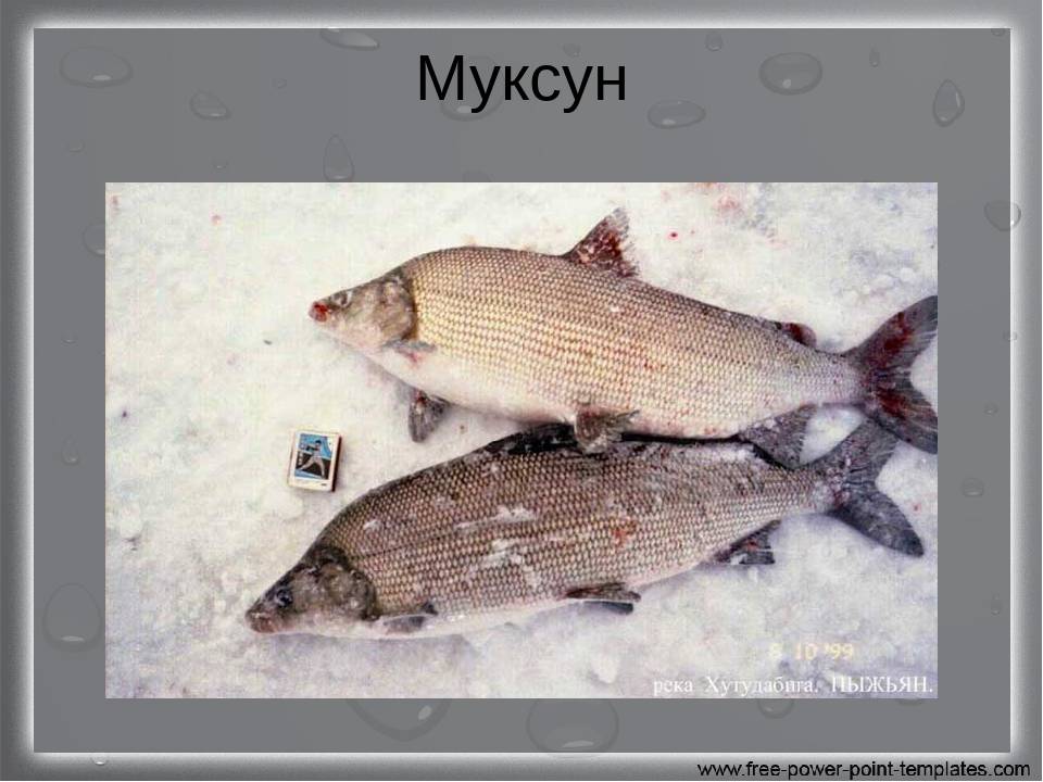 Рыба муксун: описание внешнего вида, ареал обитания