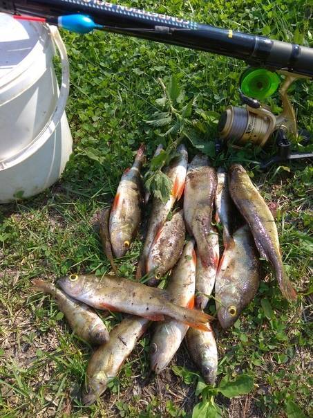 Рыбалка на реках кировской области и в кирове: обзор водоемов