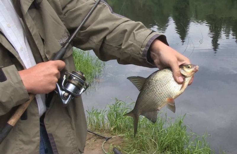 Firstfisher.ru – интернет-журнал о рыбалке и рыболовах.  ловля леща на реке