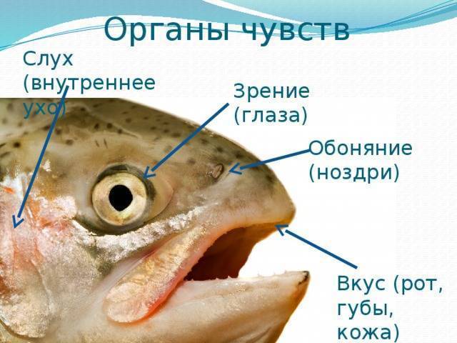 Боковая линия у рыб: строение, предназначение, факты