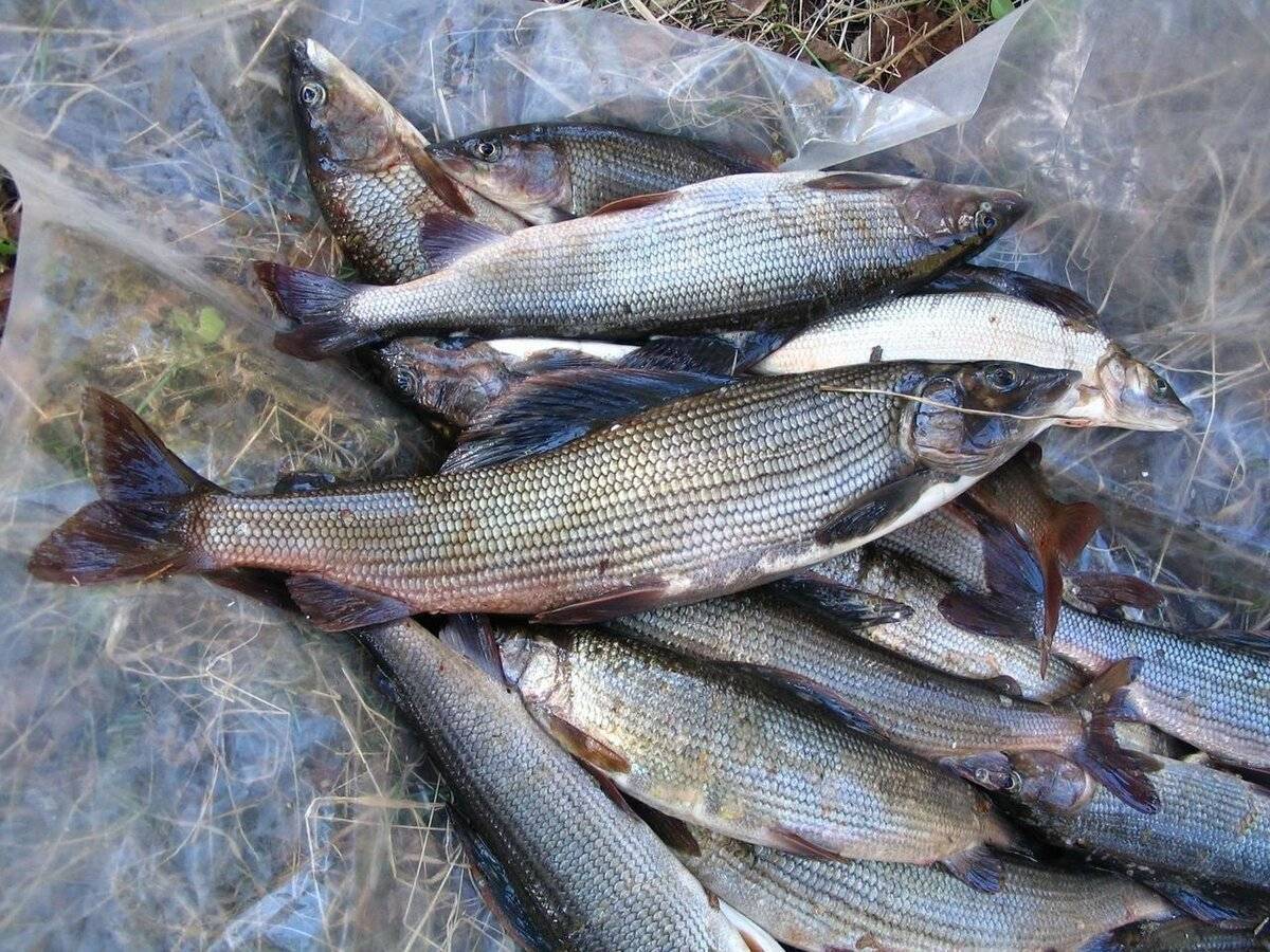 Рыбалка на байкале летом и зимой: особенности и секреты ловли