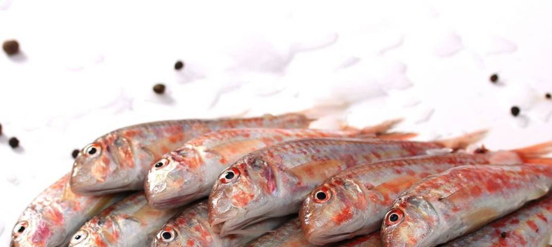 Рыба барабулька: описание видов с фото, польза и вред